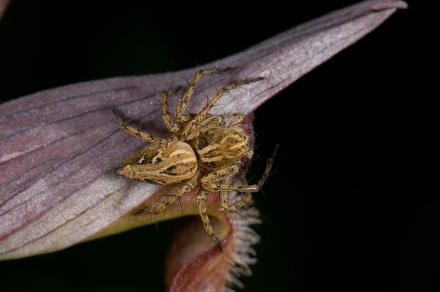 Araneidae vari e Oxyopes sp.